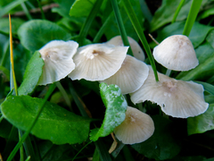 Hemimycena mairei