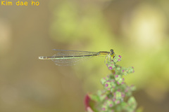 Paracercion v-nigrum