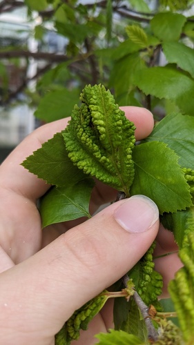 Spiny Witch-Hazel Gall Aphid photo 6