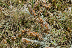 Hedysarum candidum