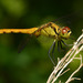 Sympetrum eroticum - Photo (c) Kim, Hyun-tae, some rights reserved (CC BY), uploaded by Kim, Hyun-tae