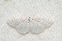 Cabera variolaria