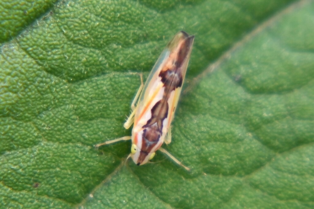 Neocoelidia tempora