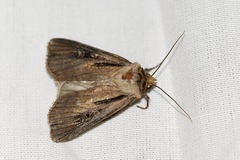 Agrotis volubilis