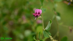 Lespedeza floribunda