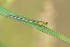 Paracercion v-nigrum