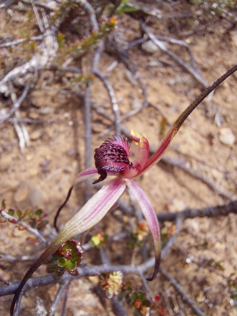 Caladenia caudata
