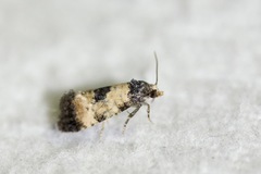 Neocochylis dubitana
