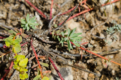 Euphorbia petrophila