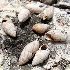 Zebrina detrita