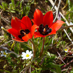 Tulipa agenensis