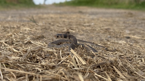 Eastern Brown Snake sighting