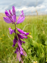 Polygala major