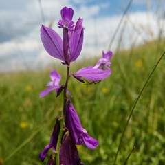 Polygala major