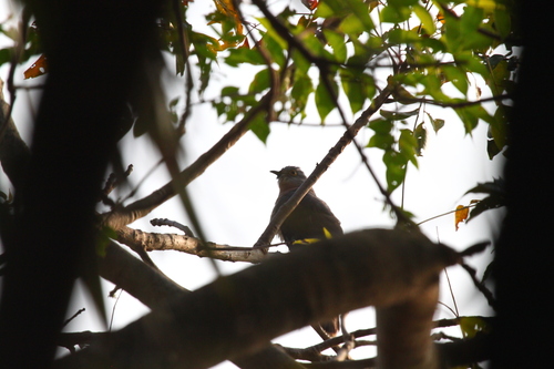 Common Hawk-Cuckoo (Hierococcyx varius), photo 2