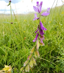 Polygala major