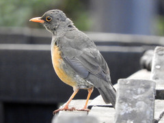 Turdus abyssinicus