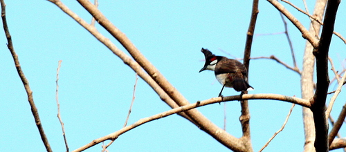 Bulbul orfeo (Pycnonotus jocosus)
