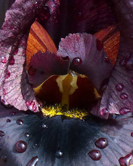 Iris atropurpurea