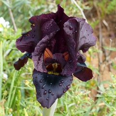 Iris atropurpurea