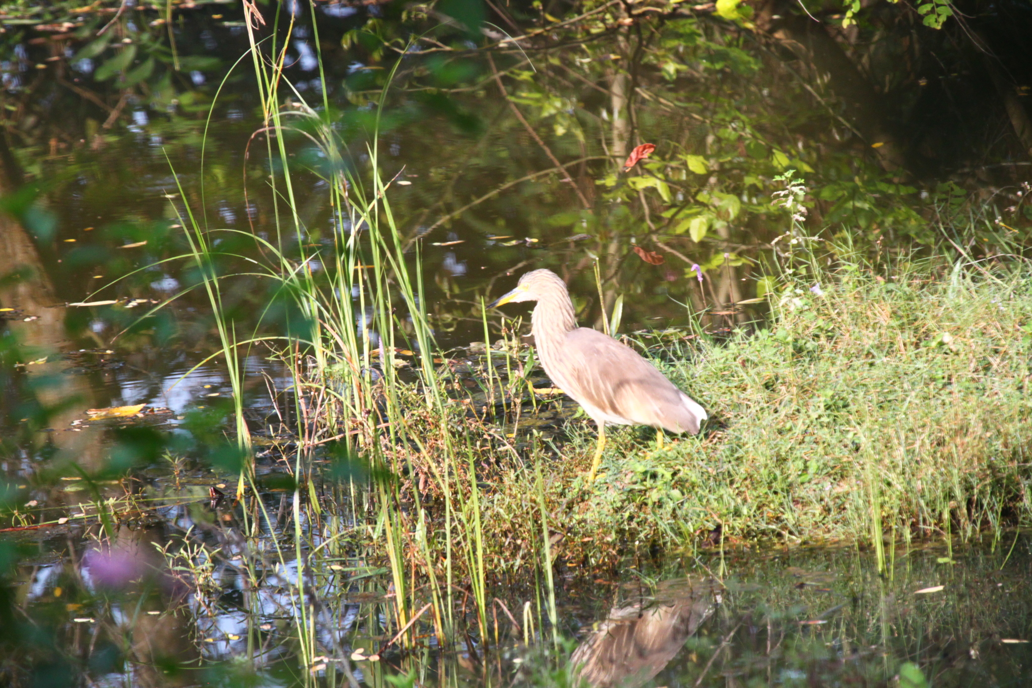 Indian Pond Heron