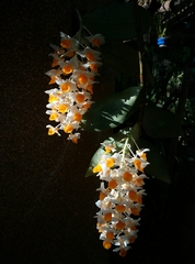 Dendrobium thyrsiflorum