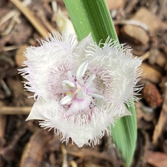 Calochortus coeruleus