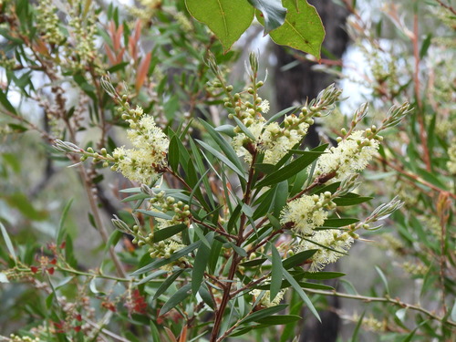 Callistemon flavovirens, 2024-10-14