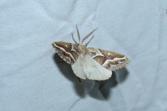 Caripeta angustiorata