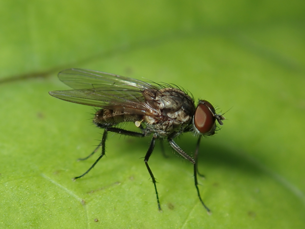 Seedcorn Maggot