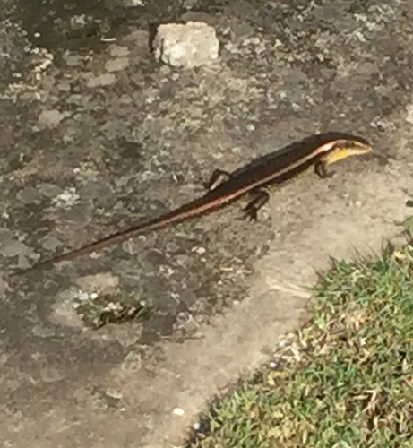 Eutropis multifasciata