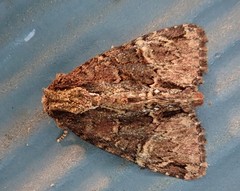 Phosphila turbulenta