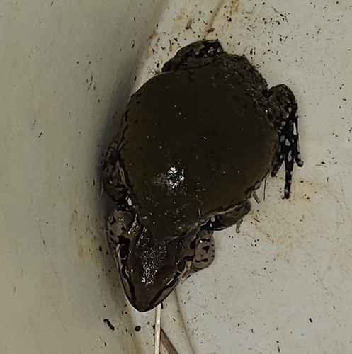 Muller's Termite Frog, Dermatonotus muelleri