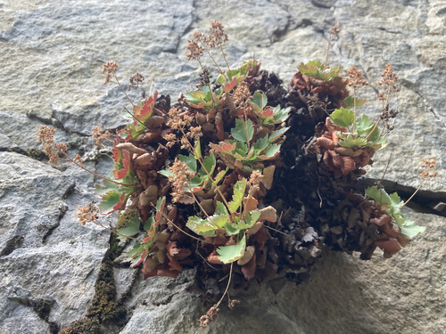 Merriam's Coral Bells foliage