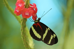 Heliconius pachinus
