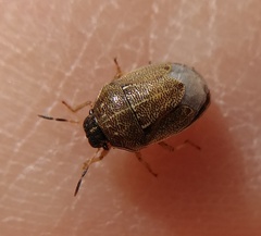 Neottiglossa pusilla