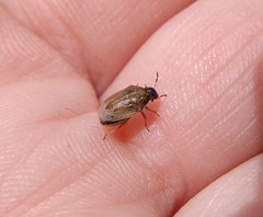 Neottiglossa pusilla