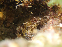 Lipophrys trigloides