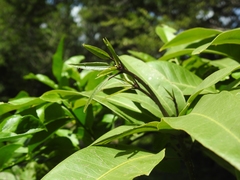 Capparidastrum frondosum