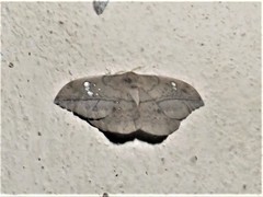 Copaxa multifenestrata