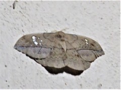 Copaxa multifenestrata