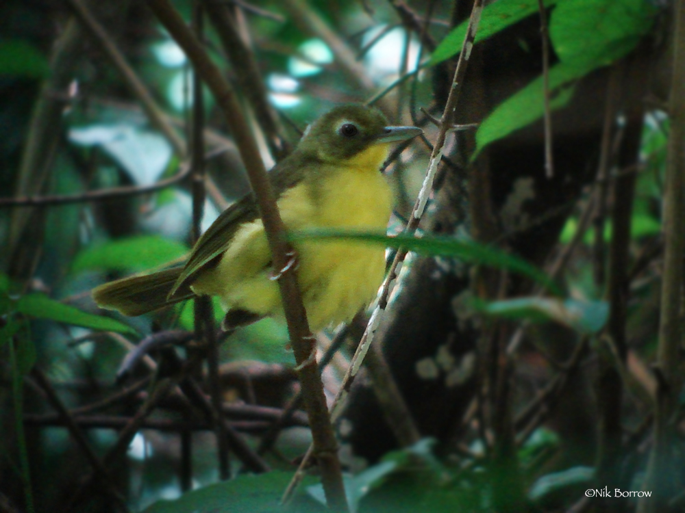 Green-tailed Bristlebill illustration