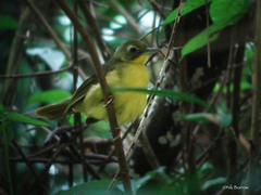 Bleda eximius