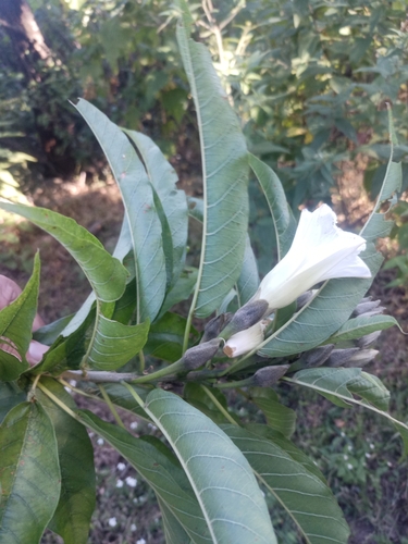 Image of Ipomoea murucoides by (c) Juan Cruzado Cortés, some rights reserved (CC BY)
