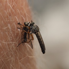 Neomochtherus pallipes