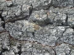 Cicada orni