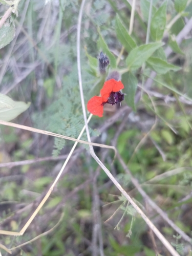 Cuphea llavea