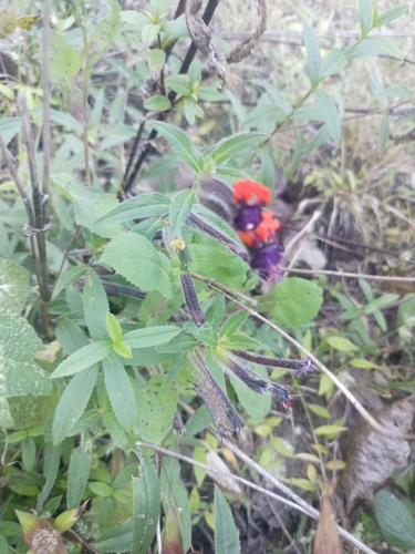 Cuphea llavea
