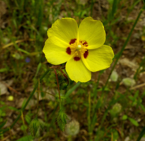 Representative image of Tuberaria