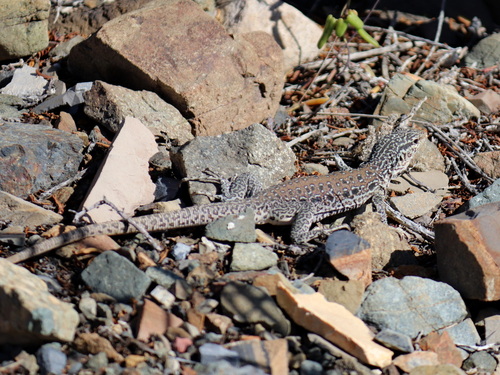 Spotted False Monitor